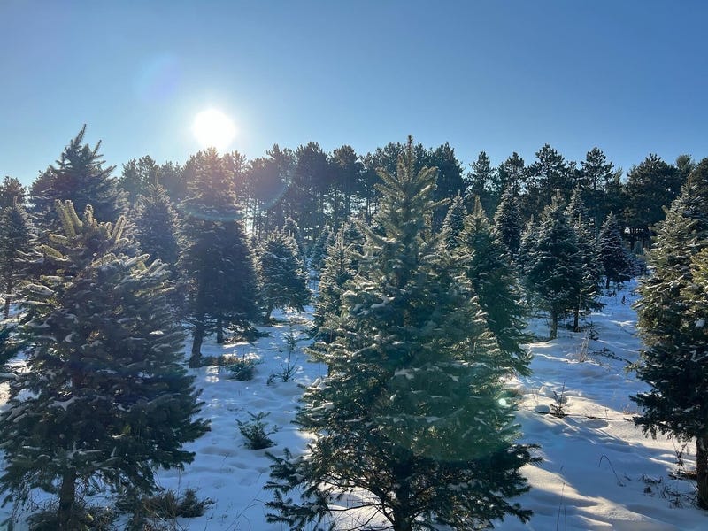 Christmas tree farms adjust hours, prices as pandemic behaviors change