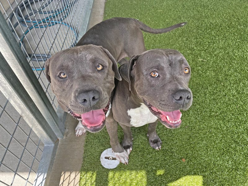Fort Worth Animal Shelter to host Date Night this Saturday