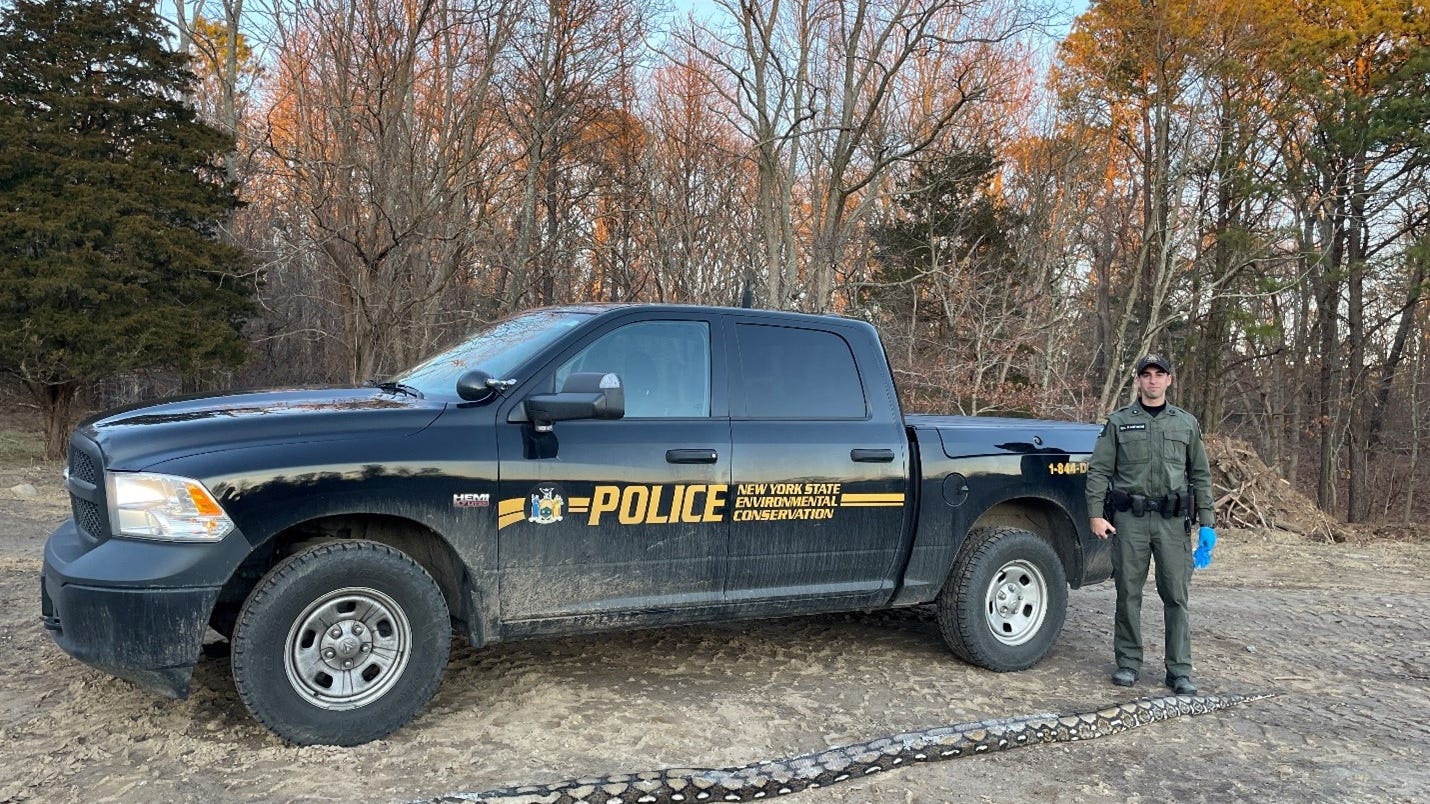 PHOTO: 14-foot python found dead, 'curled in ball' on Long Island road