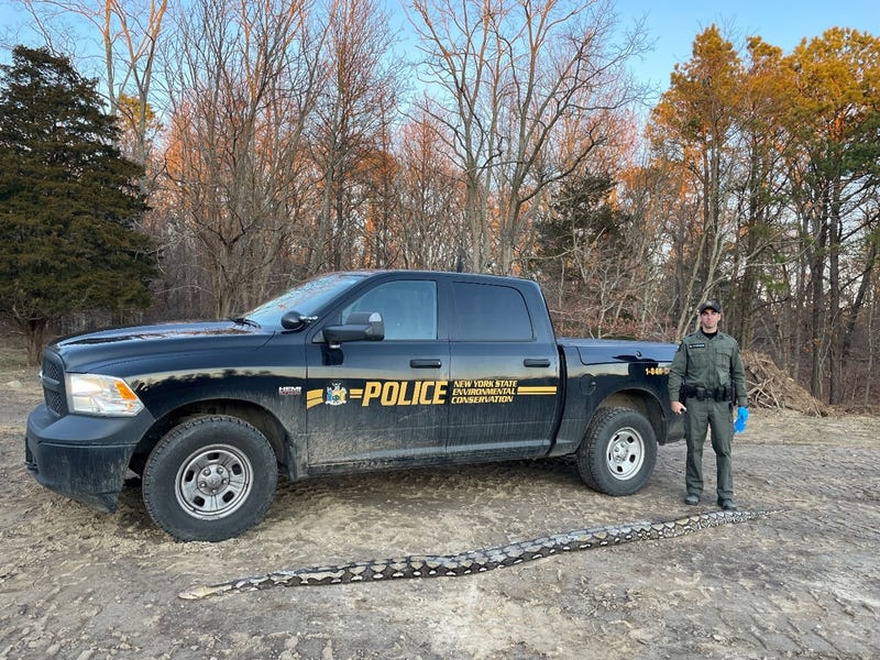 A DEC officer with the 14-foot python in February