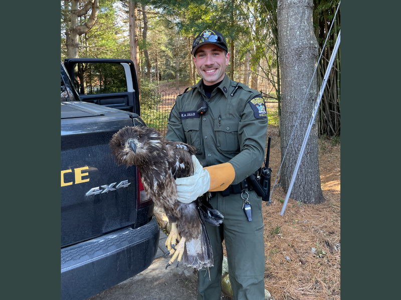 ECO Zullo with the juvenile bald eagle he rescued from a fence on Long Island.