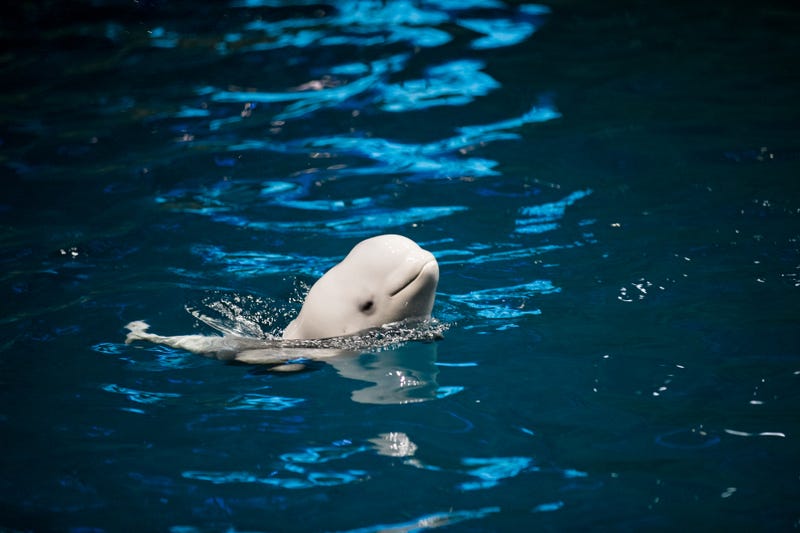 Surviving beluga whale calf of 31-year-old beluga whale, Naya