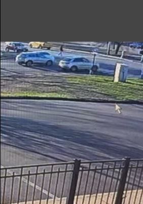 hit and run