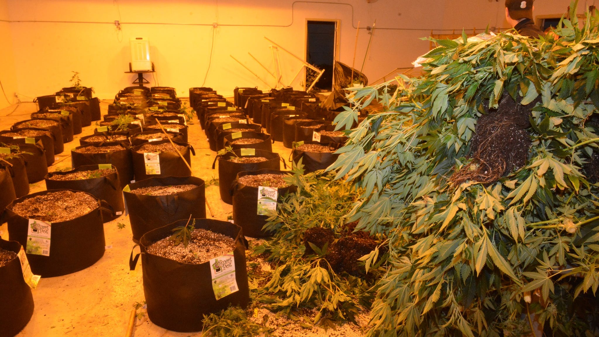 Detroit police confiscate bushels of marijuana from west side building [PHOTOS]