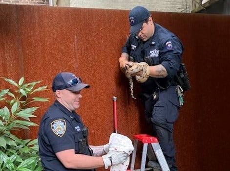 A five-foot boa constrictor, retroactively named Severus, was found on a gate in the UWS on Wednesday morning.