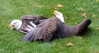 Chicago Bird Collision Monitors