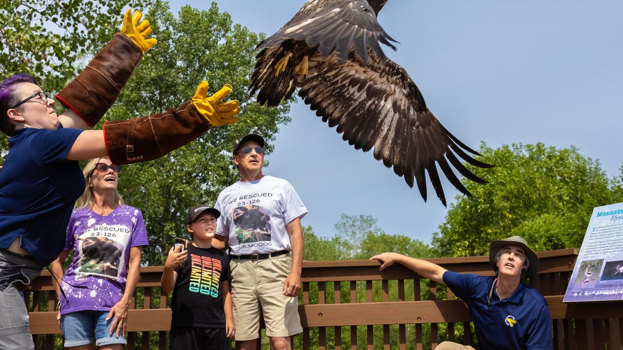 Orphaned eaglet released into the wild