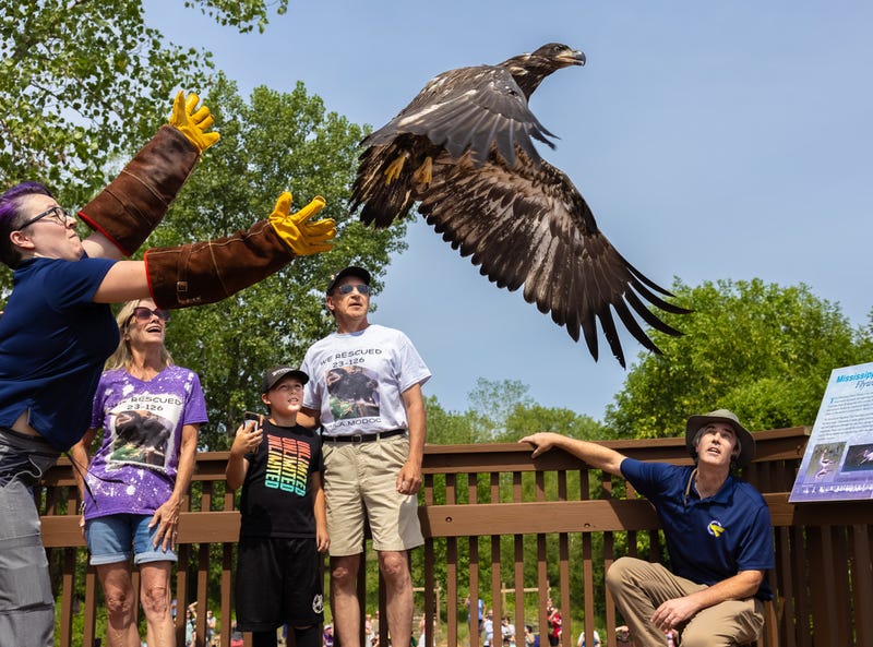 Murphy goes from incubating a rock to raising an eaglet.