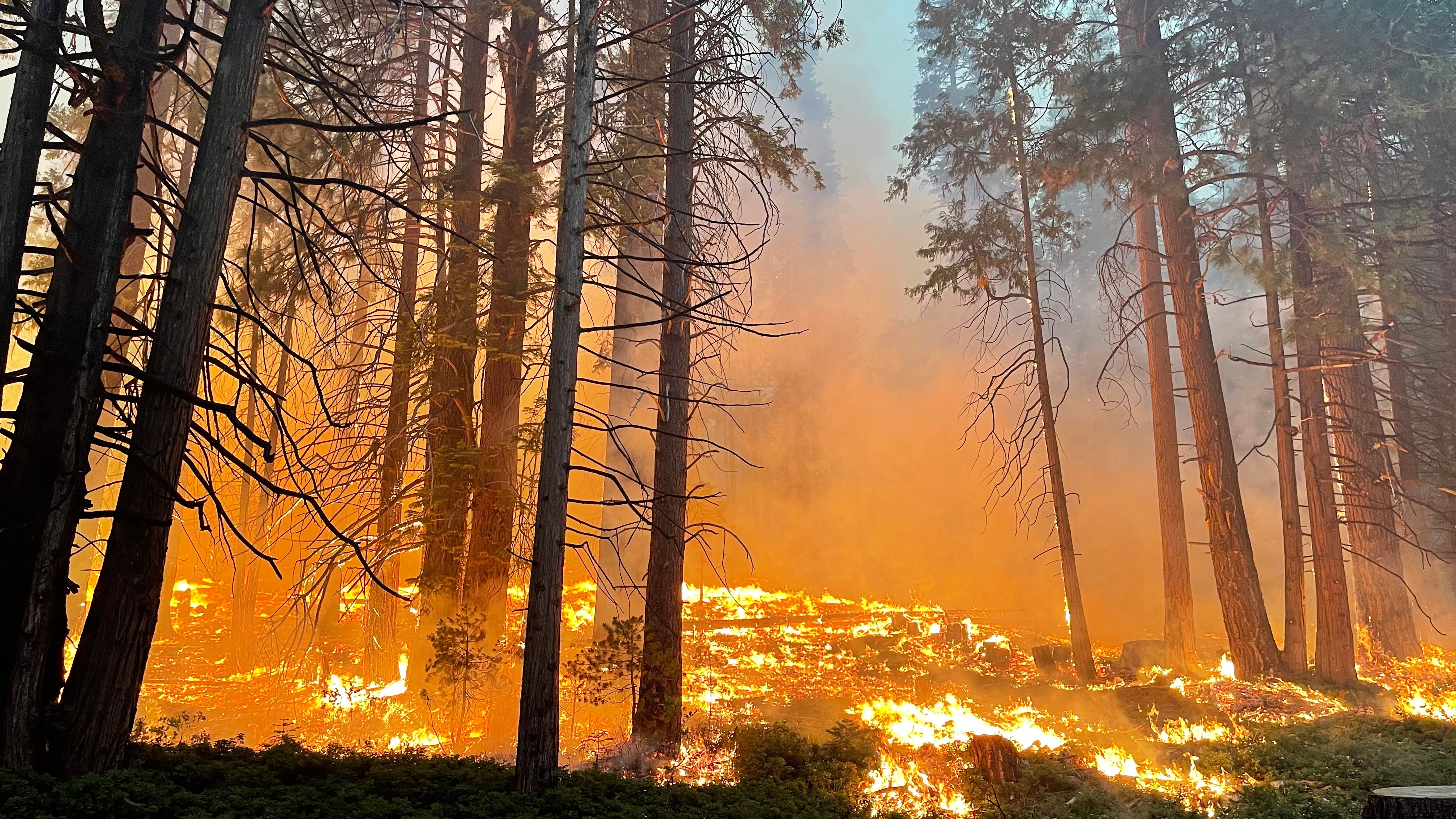 How crews are safeguarding Yosemite's sequoias as Washburn Fire grows