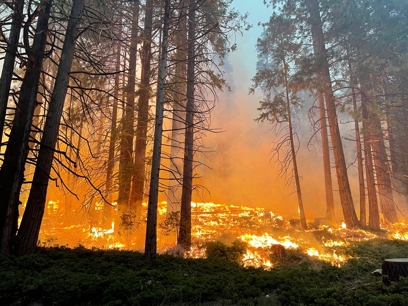 Early morning backfire operations near Yosemite's southern entrance on July 11.