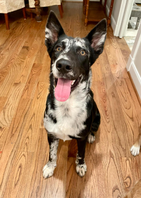 Eddie is an 8-month-old mix breed puppy. He weighs 47 pounds.