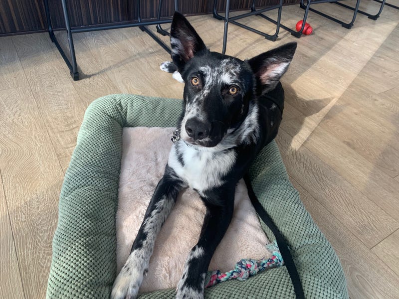 Eddie is an 8-month-old mix breed puppy. He weighs 47 pounds.