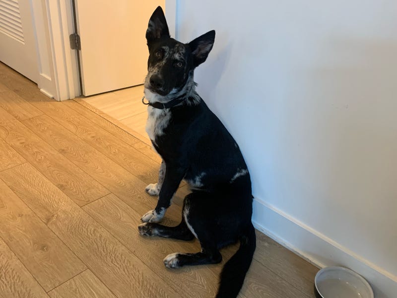 Eddie is an 8-month-old mix breed puppy. He weighs 47 pounds.