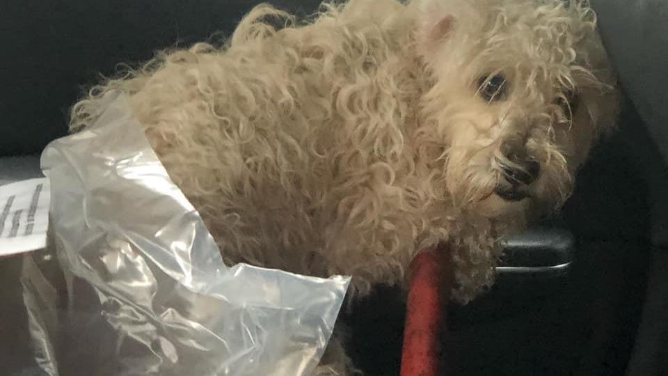 El Segundo firefighters rescue dog from Pacific Coast Highway
