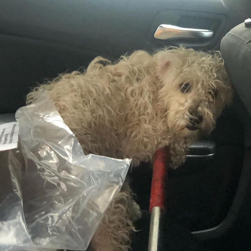 El Segundo firefighters rescued a dog from the Pacific Coast Highway on Monday.