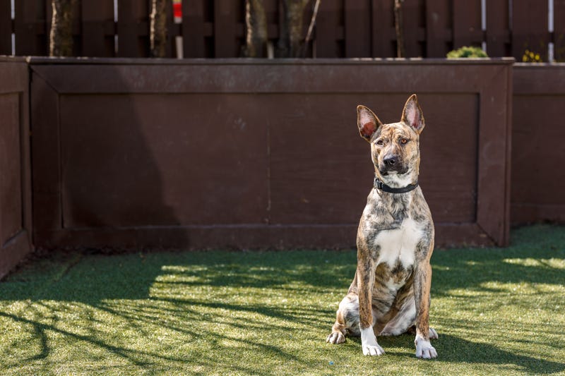 Electra, a playful 1-year-old Australian Cattle Dog mix who loves to explore and learns quickly with treats. Electra still thinks she’s a puppy and is looking for a strong handler who shares her zest for adventure (and big yards).