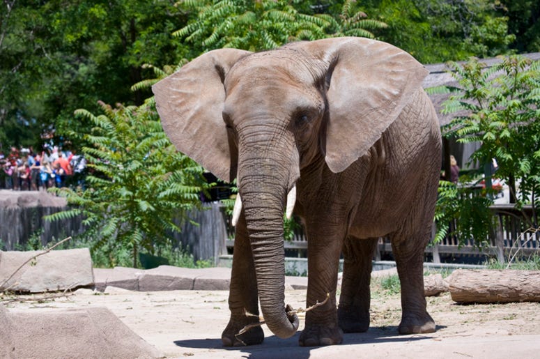 Elephant