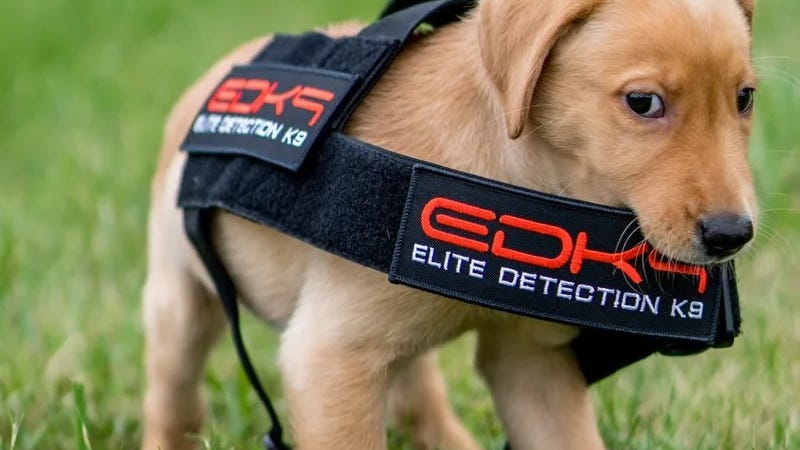 Nessel offers to send Elite Detection K9 dogs to Oxford High School for protection, emotional support