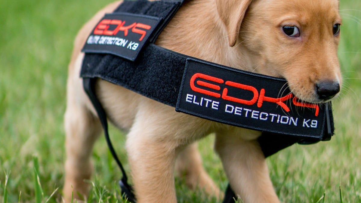The future of preventing school shootings: Dogs that sniff out gunpowder