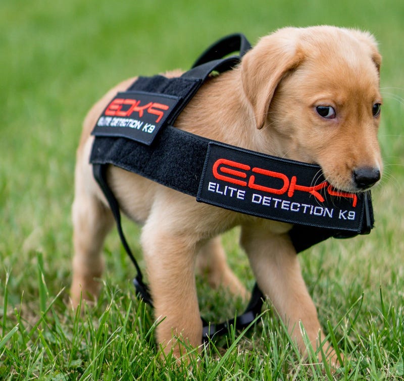 Elite K-9 puppy