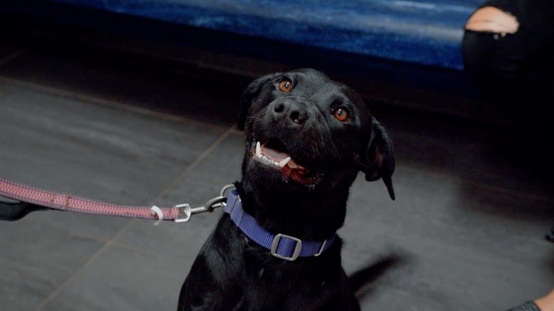 SPCA of Texas
