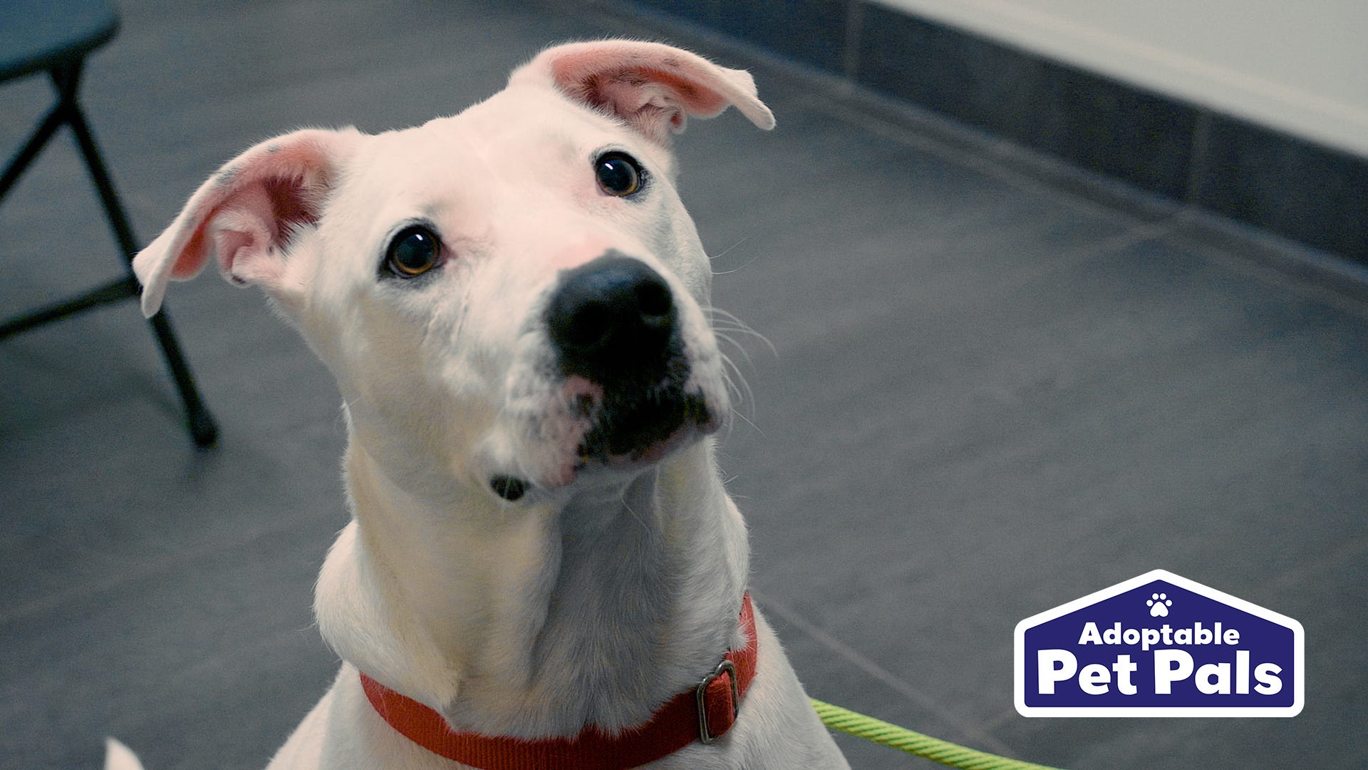 Adoptable Pet Pals: Meet Ella