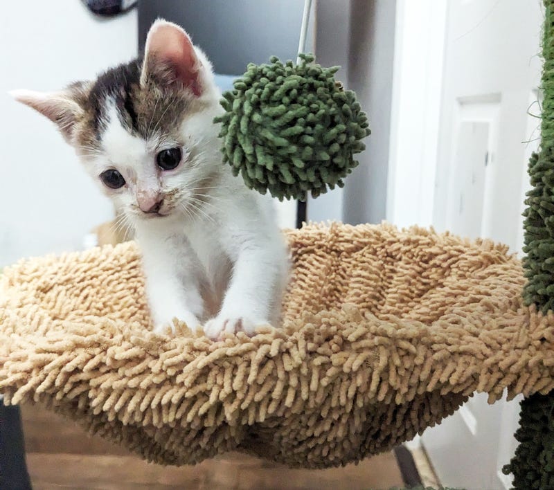 kitten found