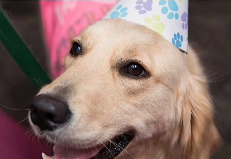 Elsa, a therapy dog at Texas Children's Hospital in Houston, will retire Friday.