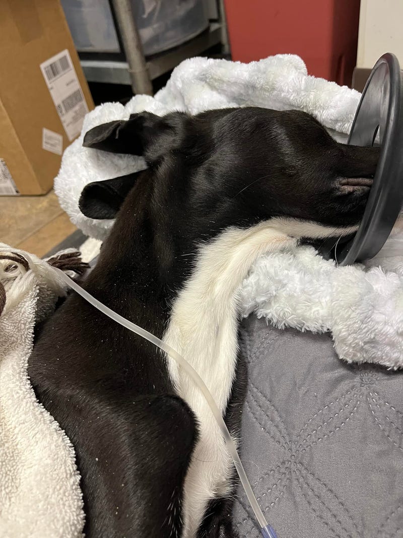 Dog