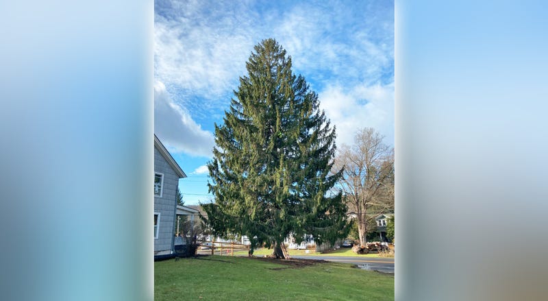 Rock Christmas Tree