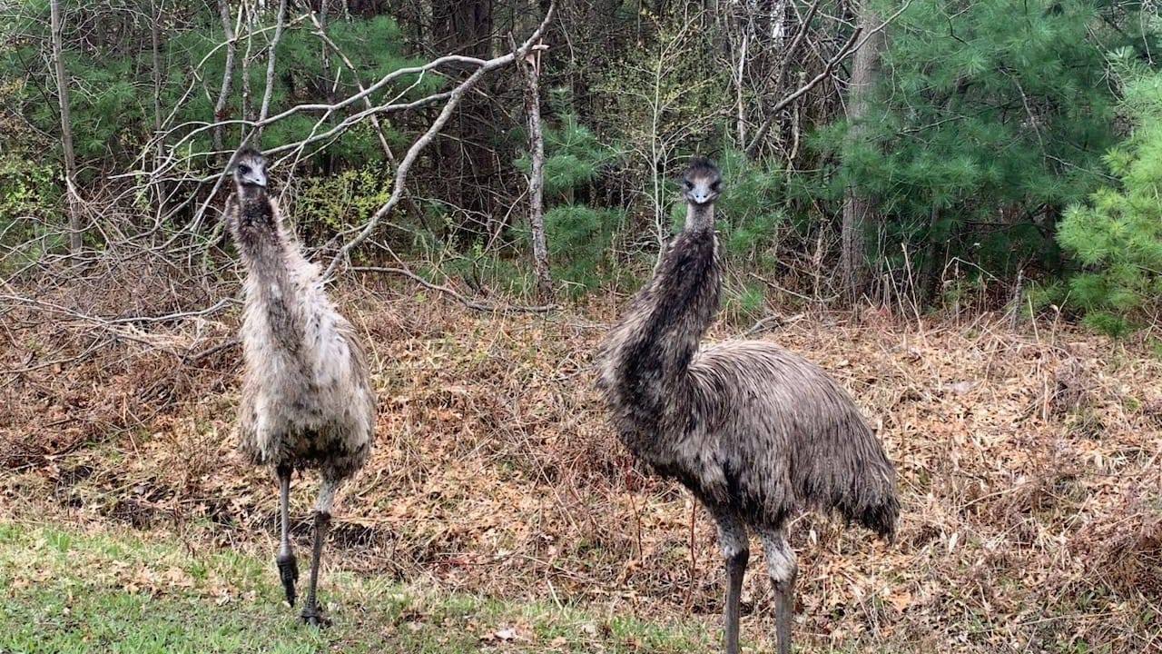Emus come out of the woods, chase Mid-Michigan woman walking her dog