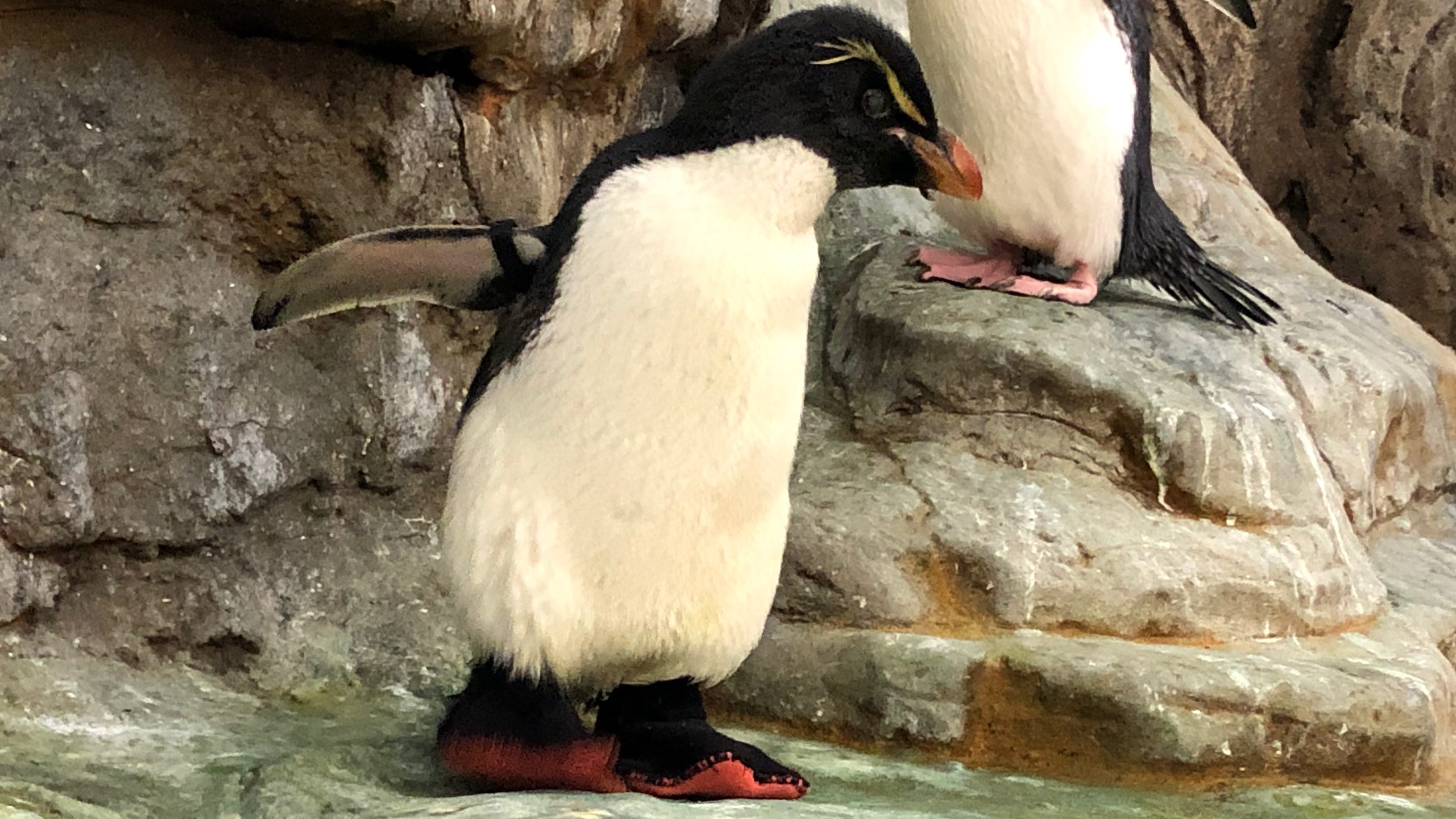 PHOTO: Zoo penguin goes viral for wearing special 'shoes'