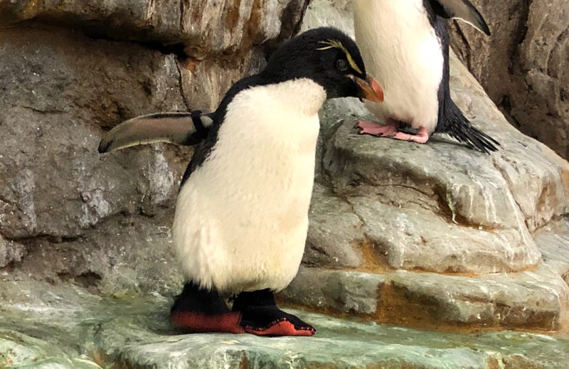 Enrique penguin