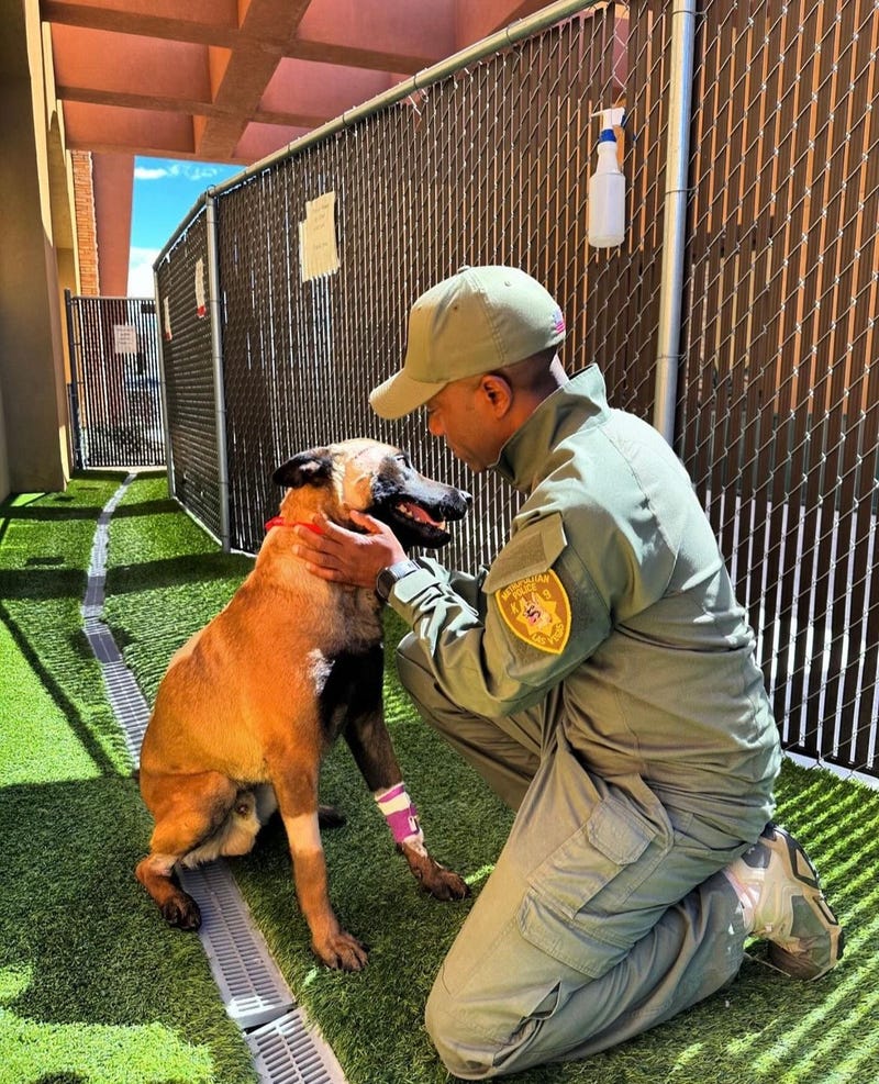 Las Vegas Metro Police K-9 Enzo recovering after surgery