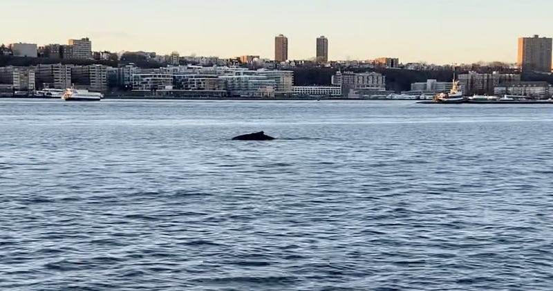 Humpback whale in Hudson River