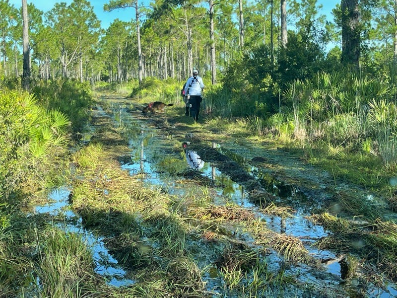 Authorities searching the Carlton Reserve in Florida for Brian Laundrie, a person of interest in the disappearance of his fiancée Gabby Petito.