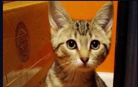 Rescued cat