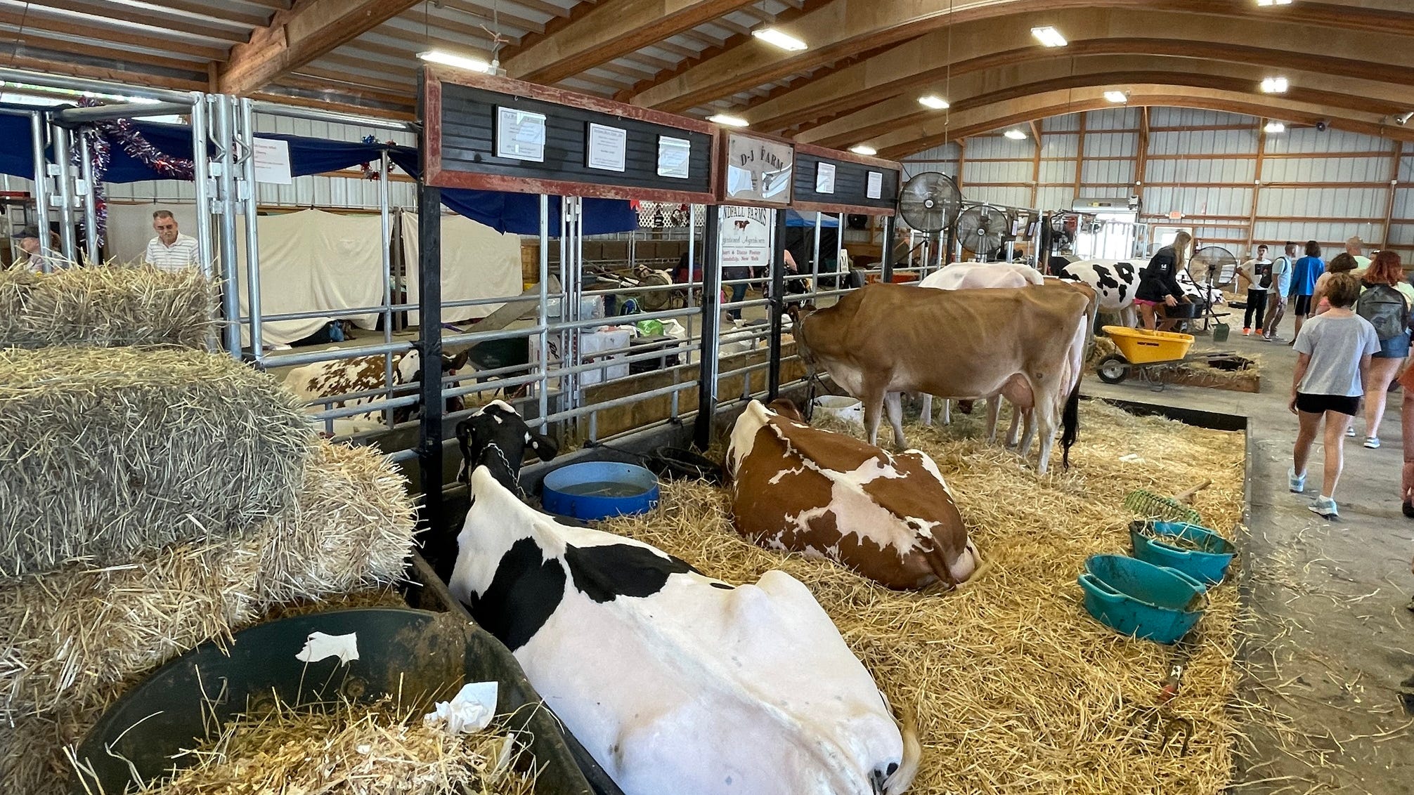 4-H members ready to show off livestock at Erie County Fair