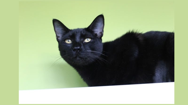 black cat on a green background