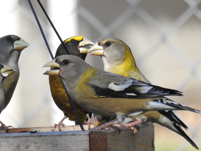 Evening grosbeaks