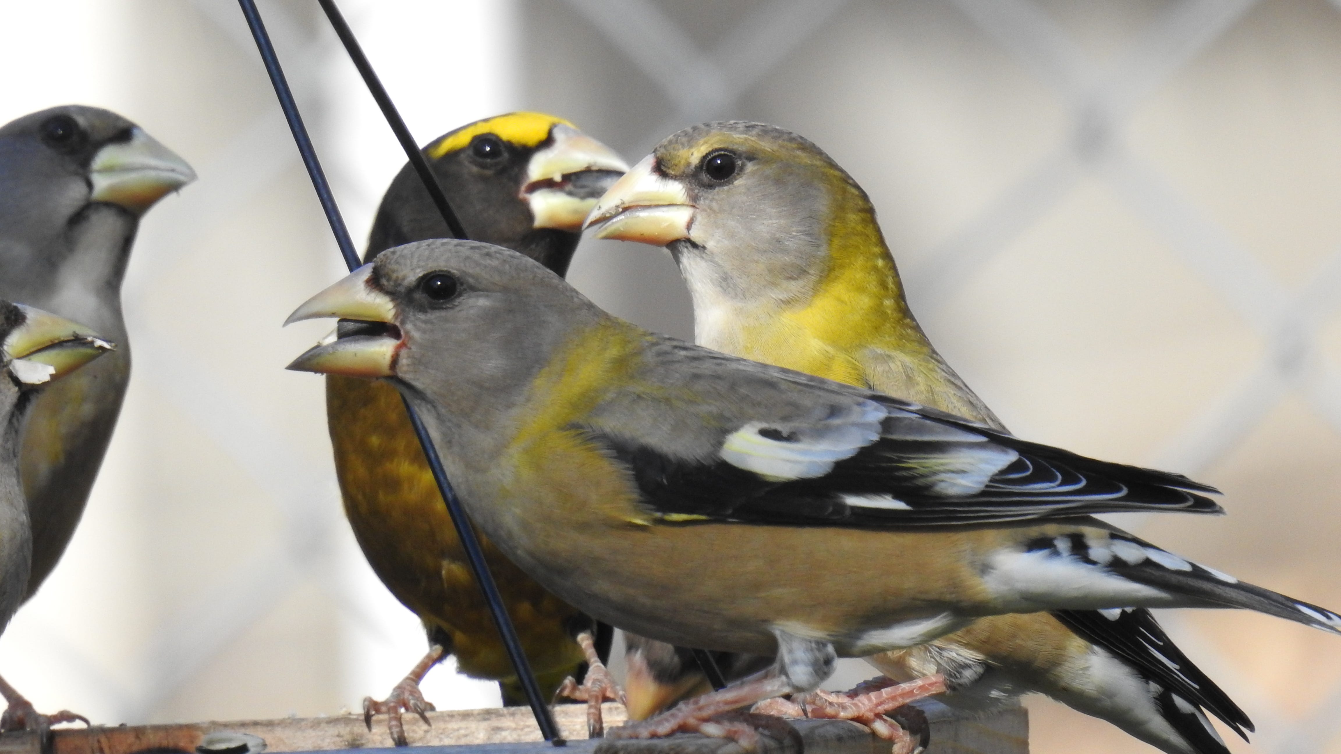 Evening grosbeaks, scarcely seen in Chicago-area, spotted in Will County