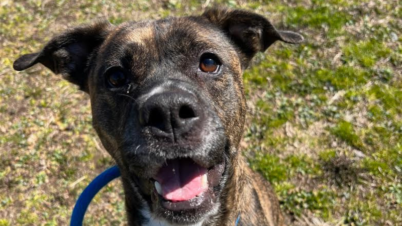 Meet Bluey, Bennett & Raven's PSPCA Pet of the Week