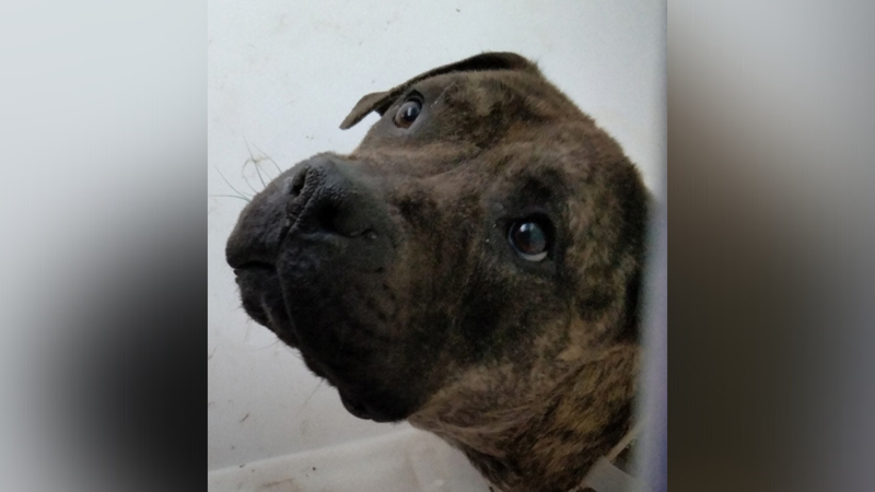 Meet Lucinda, Bennett & Raven's PSPCA Pet of the Week