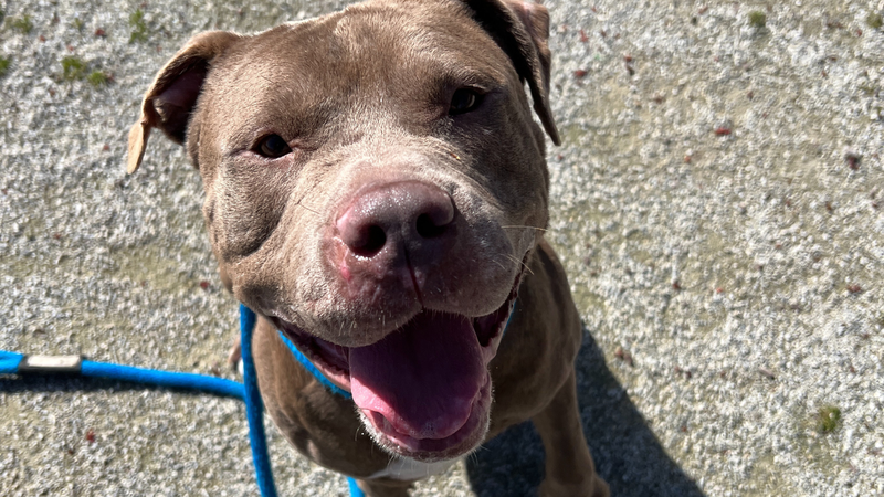 Meet Canelo, Bennett & Raven's PSPCA Pet of the Week