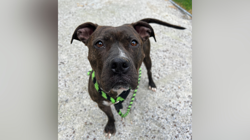 Meet Alexia, Bennett's PSPCA Pet of the Week