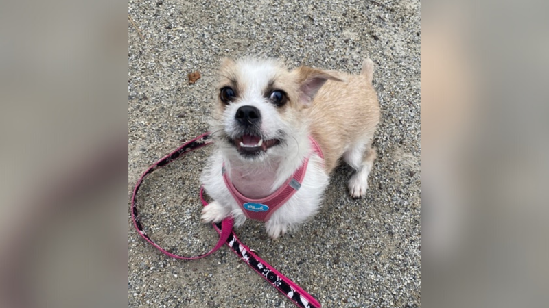 Meet Sandy, Bennett's PSPCA Pet of the Week