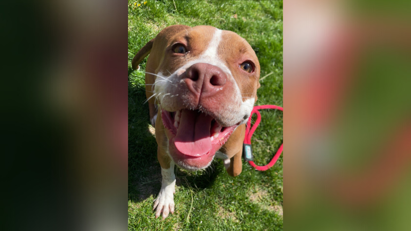 Meet Pretzel, Bennett's PSPCA Pet of the Week