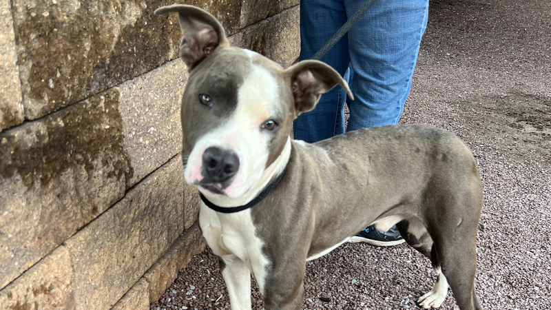 Meet Hedge, Bennett’s PSPCA Pet of the Week