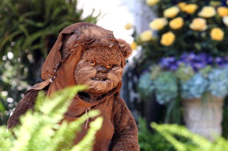 Ewok
