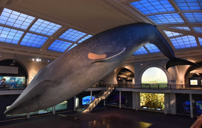 Whale
